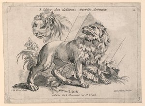 Studien von Löwen, Platte 4 aus "Cahier des Desseins Diverses Animeaux"