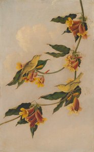Gelbwaldsänger von after John James Audubon Joseph Bartholomew Kidd