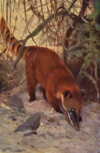 Roter Nasenbär