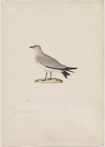 Kleine Pratincole (Glareola lactea) von attributed to Paul Hüet