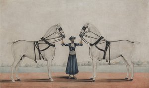 Ein Syce-Groom hält zwei Kutschpferde