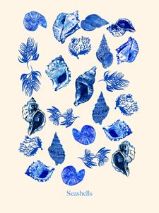Küstenblaue Muscheln