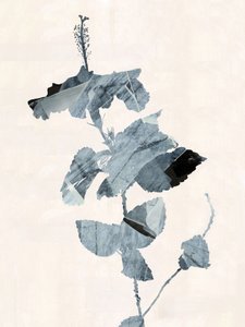 Hibiskusblüte Abstrakt von cartissi
