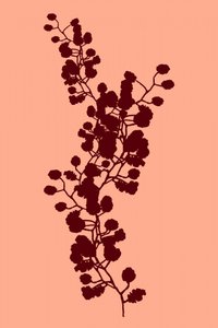 Pfirsichfarbene botanische Silhouette von cartissi
