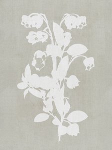 Weiße Botanische Blüten von cartissi