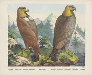 Goldadler von firma Joseph Scholz