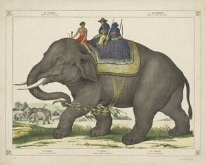 De olivant / gebruikd voor de olivantejagd (Titel auf Objekt) von firma Joseph Scholz