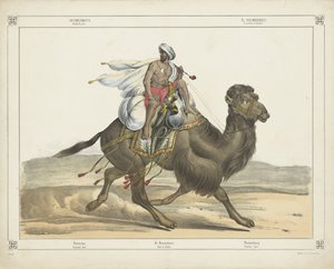 Dromedar, Arabische Post