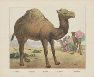 Kamel von firma Joseph Scholz