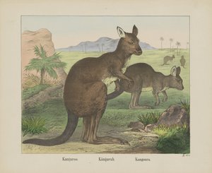 Känguru von firma Joseph Scholz