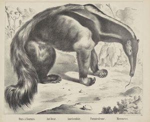 Ameisenbär