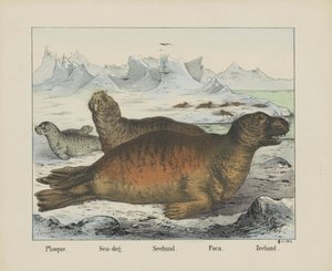 Seehund von firma Joseph Scholz