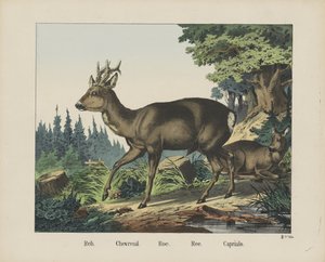 Reh. / Chevreuil. / Roe. / Ree. / Capriulo (Titel auf dem Objekt) von firma Joseph Scholz