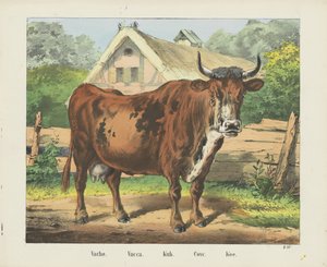 Kuh von firma Joseph Scholz