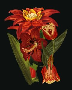 Elegante botanische Blüten