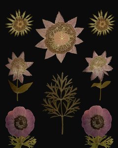 Vintage Getrocknete Blumen von giovanna nicolo
