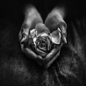 Verwelkte Rose in alten Händen von nima.zadshir