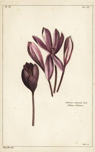 Herbstzeitlose, Wiesensafran oder Nackte Jungfern, Colchicum autumnale, Linn von the Younger Dupin