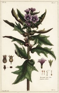 Schwarzes Bilsenkraut, Hyoscyamus niger Linn