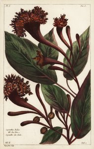 Cornucopian-Strauch, Copianthus indica, Hil von the Younger Dupin