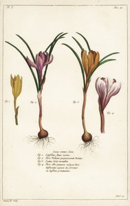 Verschiedene Arten von Frühlingskrokus, Crocus vernus, Linn von the Younger Dupin
