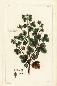 Stachelbeere, Ribes grossularia von the Younger Dupin