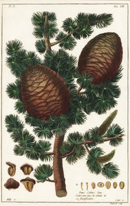 Libanon-Zeder, Cedrus libani von the Younger Dupin