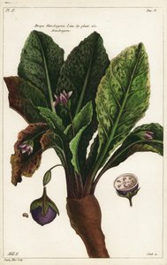 Alraune, Mandragora officinarum