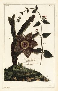 Seesternpflanze, Orbea variegata und weiße Schwalbenwurz, Vincetoxicum hirundinaria