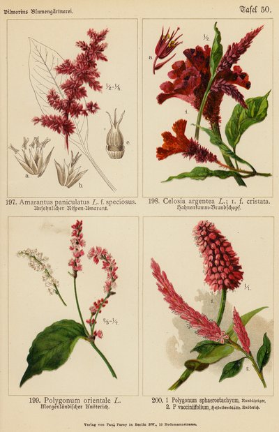 Amarantus Paniculatus, Celosia Argentea, Polygonum Orientale, Polygonum Sphaerostachyum, Polygonum Vacciniifolium von (after) German School