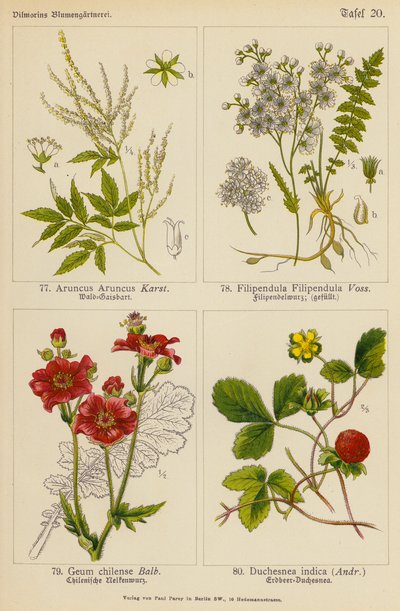 Aruncus Aruncus, Filipendula Filipendula, Geum Chilense, Duchesnea Indica von (after) German School