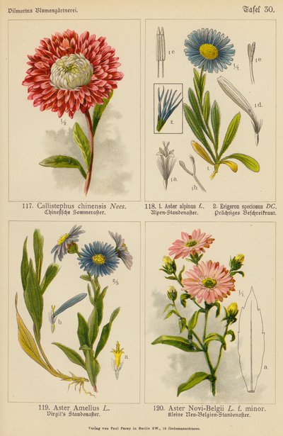 Callistephus Chinensis, Aster Alpinus, Erigeron Speciosus, Aster Amellus, Aster Novi-Belgii von (after) German School