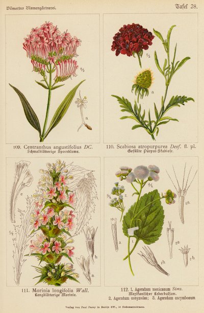 Centranthus Angustifolius, Scabiosa Atropurpurea, Morinia Longifolia, Ageratum Mexicanum, Ageratum Conyzodes, Ageratum Corymbosum von (after) German School