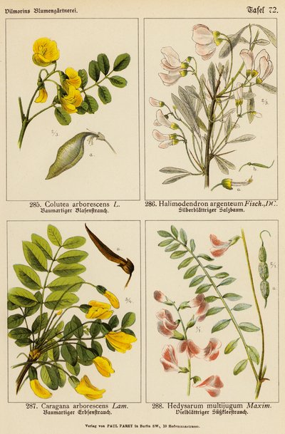 Colutea Arborescens, Halimodendron Argenteum, Caragana Arborescens, Hedysarum Multijugum von (after) German School