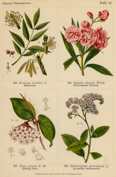 Fraxinus Excelsior, Nerium Odorum, Hoya Carnosa, Heliotropium Peruvianum von (after) German School