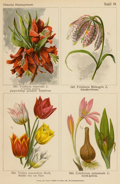 Fritillaria Imperialis, Fritillaria Meleagris, Tulipa Suaveolens, Colchicum Autumnale von (after) German School