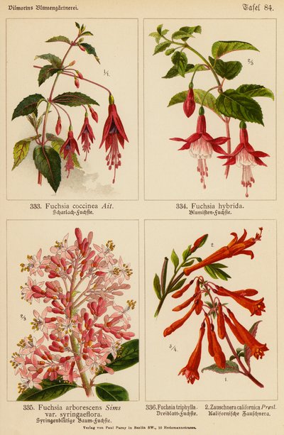 Fuchsia Coccinea, Fuchsia Hybrida, Fuchsia Arborescens, Fuchsia Triphylla, Zauschnera Californica von (after) German School