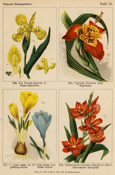 Iris Pseud-Acorus, Tigridia Pavonia, Crocus Vernus, Crocus Aureus, Schizostylis Coccinea von (after) German School