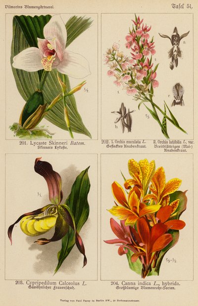Lycaste Skinneri, Orchis Maculata, Orchis Latifolia, Cypripedilum Calceolus, Canna Indica (Farblithografie) von (after) German School