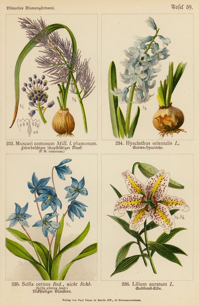 Muscari Comosum, Hyacinthus Orientalis, Scilla Cernua, Lilium Auratum von (after) German School
