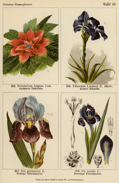 Nidularium Fulgens, Tillandsia Lindenii, Iris Germanica, Iris Pumila von (after) German School