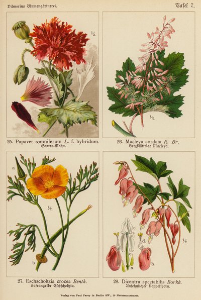 Papaver Somniferum, Macleya Cordata, Eschscholtzia Crocea, Dicentra Spectabilis von (after) German School
