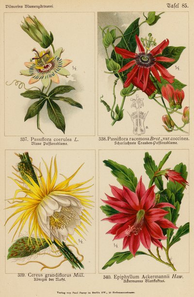 Passiflora Coerulea, Passiflora Racemosa, Cereus Grandiflorus, Epiphyllum Ackermannii von (after) German School