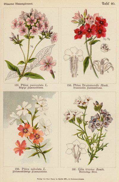Phlox Paniculata, Phlox Drummondii, Phlox Subulata, Gilia Tricolor von (after) German School