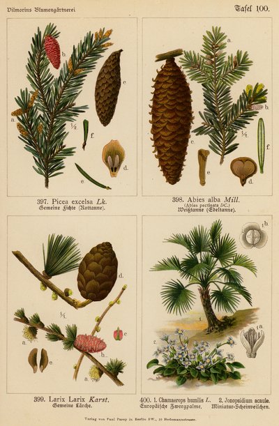 Picea Excelsa, Abies Alba, Larix Larix, Chamaerops Humilis, Jonopsidium Acaule von (after) German School