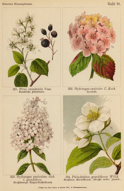 Pirus Canadensis, Hydrangea Opulodes, Hydrangea Paniculata, Philadelphus Grandiflorus von (after) German School