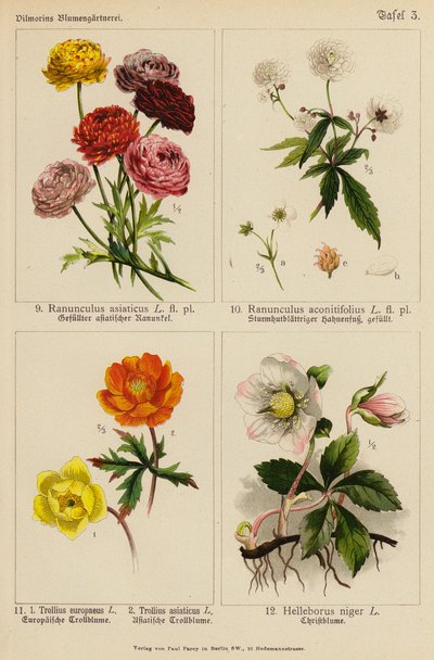 Ranunculus Asiaticus, Ranunculus Aconitifolius, Trollius Europeaeus, Trollius Asiaticus, Helleborus Niger von (after) German School