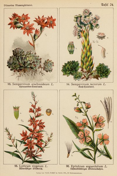 Sempervivum Arachnoideum, Sempervivum Tectorum, Lythrum Virgatum, Epilobium Angustifolium von (after) German School