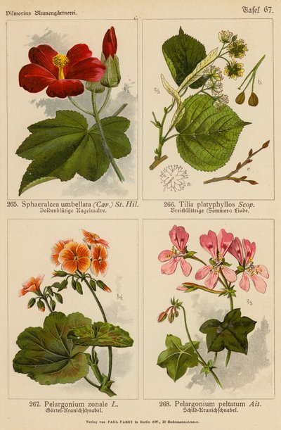 Sphaeralcea Umbellata, Tilia Platyphyllos, Pelargonium Zonale, Pelargonium Peltatum (Farblithografie) von (after) German School