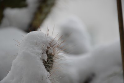 Kakteen im Winter von Detlef Georgi
